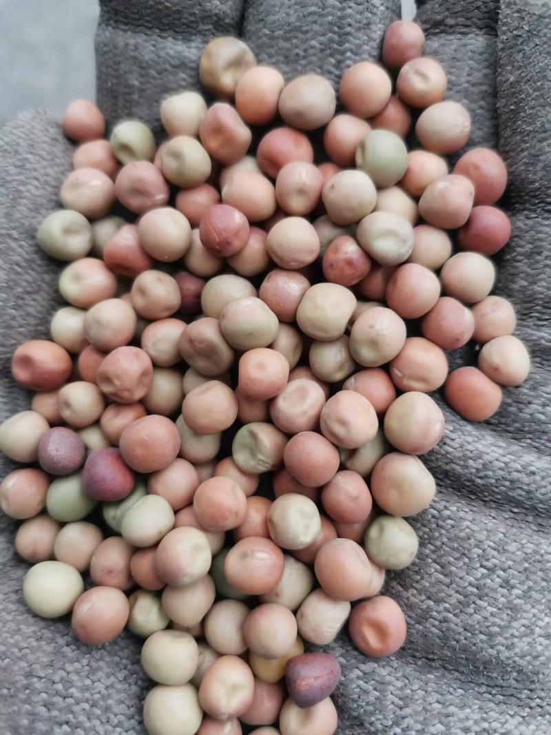白豌豆麻豌豆