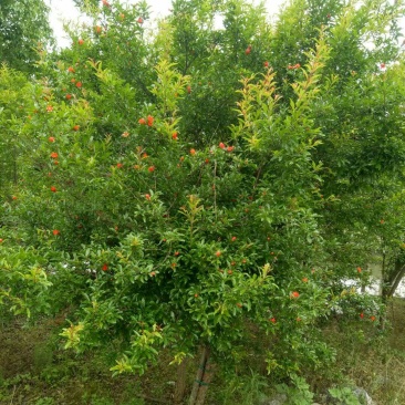 花石榴，果石榴，5公分、6公分、8公分到15公分树型优美