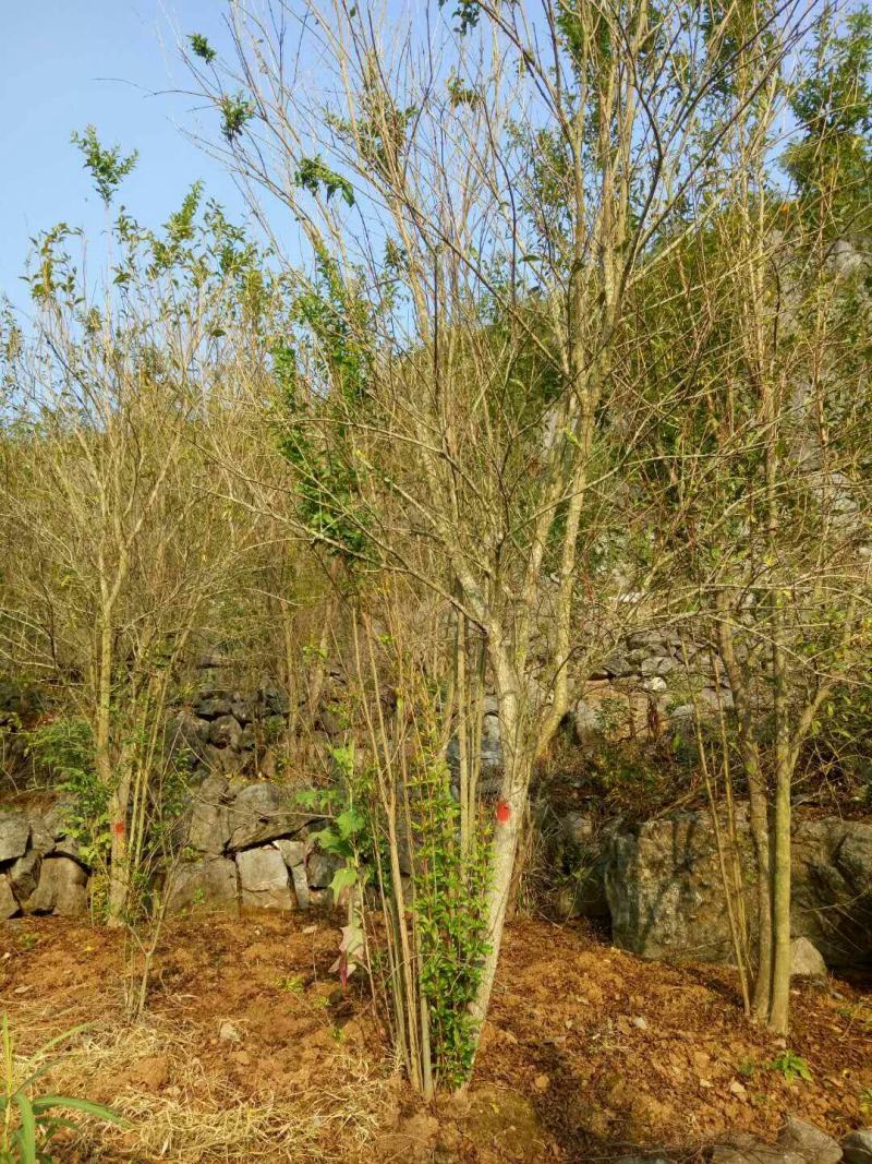 花石榴，果石榴，5公分、6公分、8公分到15公分树型优美