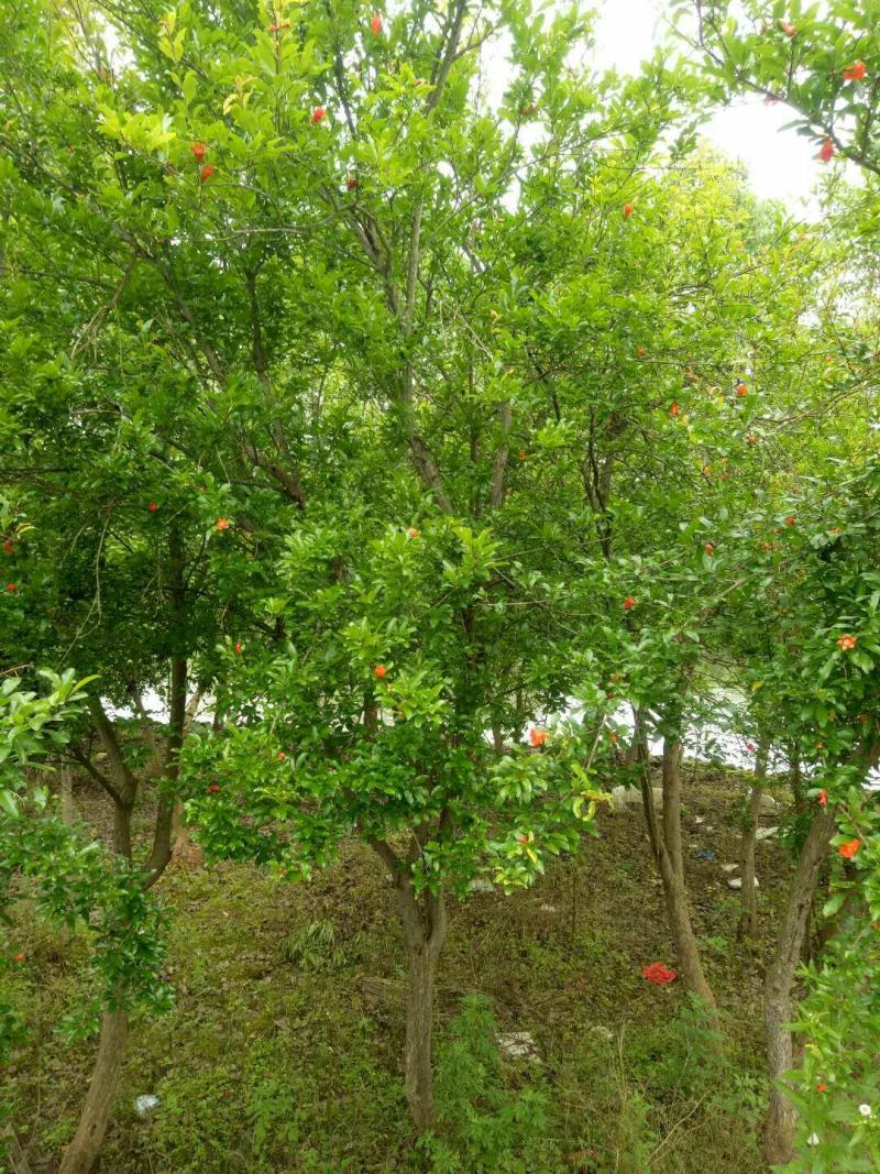 花石榴，果石榴，5公分、6公分、8公分到15公分树型优美