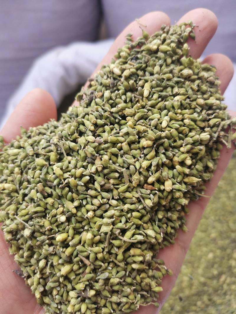 槐米农家采摘无硫熏当季新货中药材批发零售