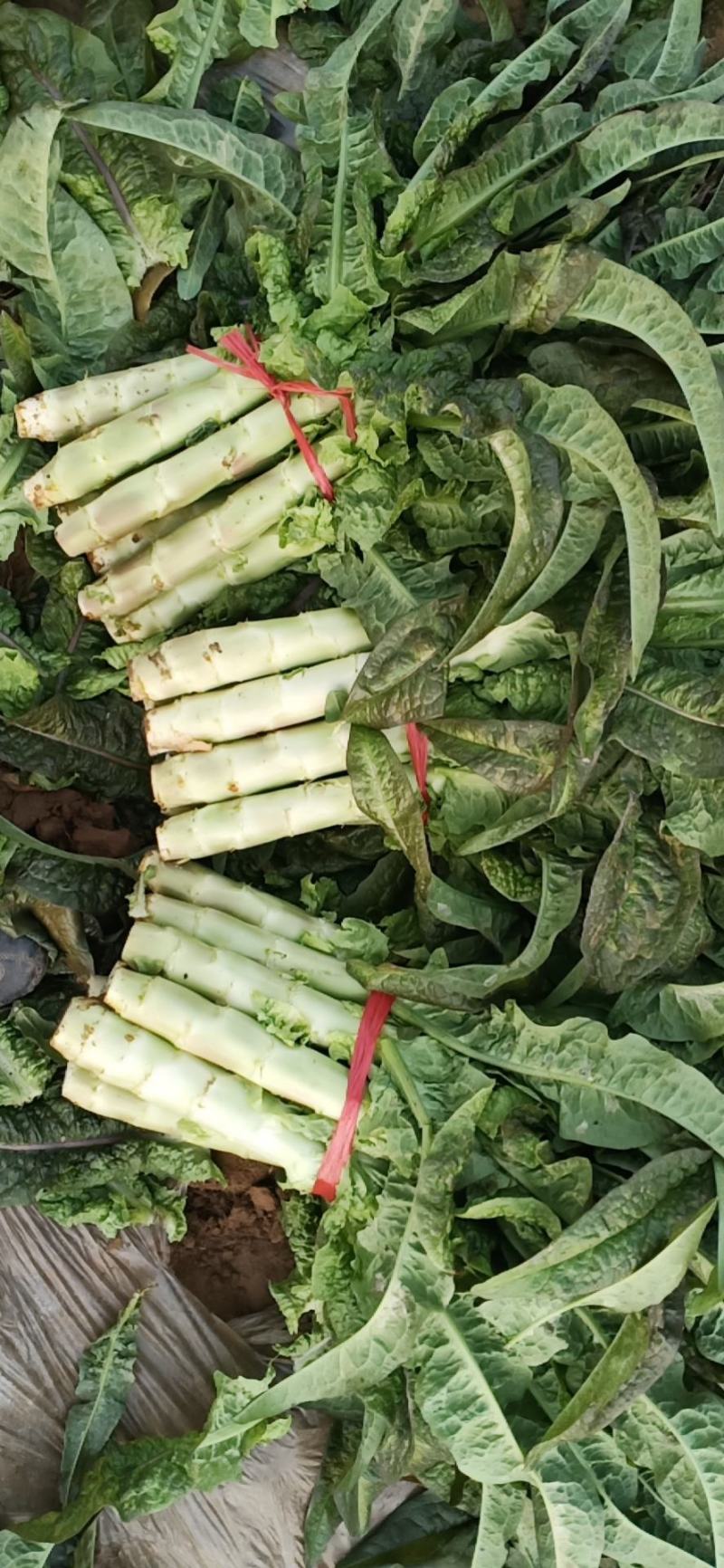 陕西精品红叶香莴苣大量上市，货源充足，可提供视频看货