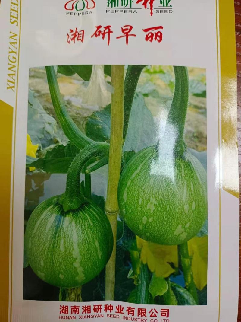 湘研早丽南瓜早熟食嫩瓜为主嫩瓜高圆形肉厚耐低温