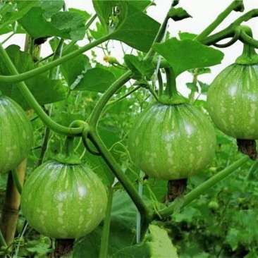 湘研早丽南瓜早熟食嫩瓜为主嫩瓜高圆形肉厚耐低温
