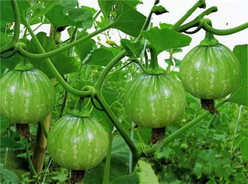湘研早丽南瓜早熟食嫩瓜为主嫩瓜高圆形肉厚耐低温
