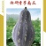 葫芦形肉厚香芋味浓口感粉糯耐储运高产稳产