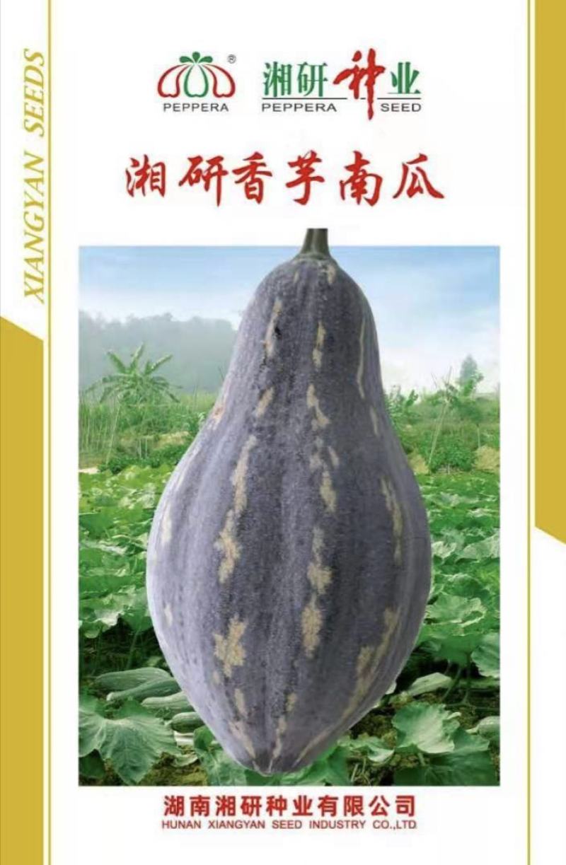 葫芦形肉厚香芋味浓口感粉糯耐储运高产稳产