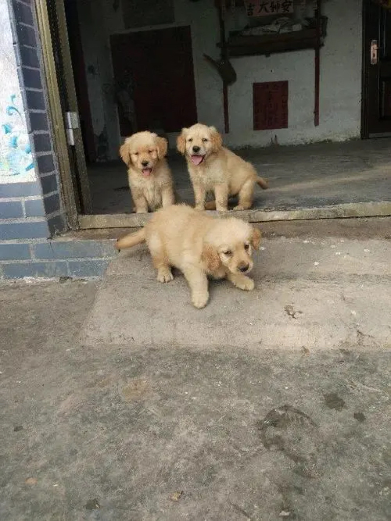 自家养殖纯种金毛幼犬，活体宠物幼犬狗大骨架