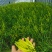 黄花菜