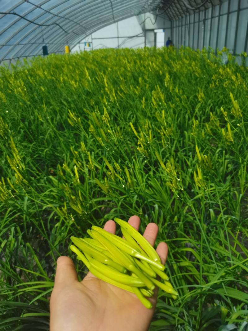 黄花菜