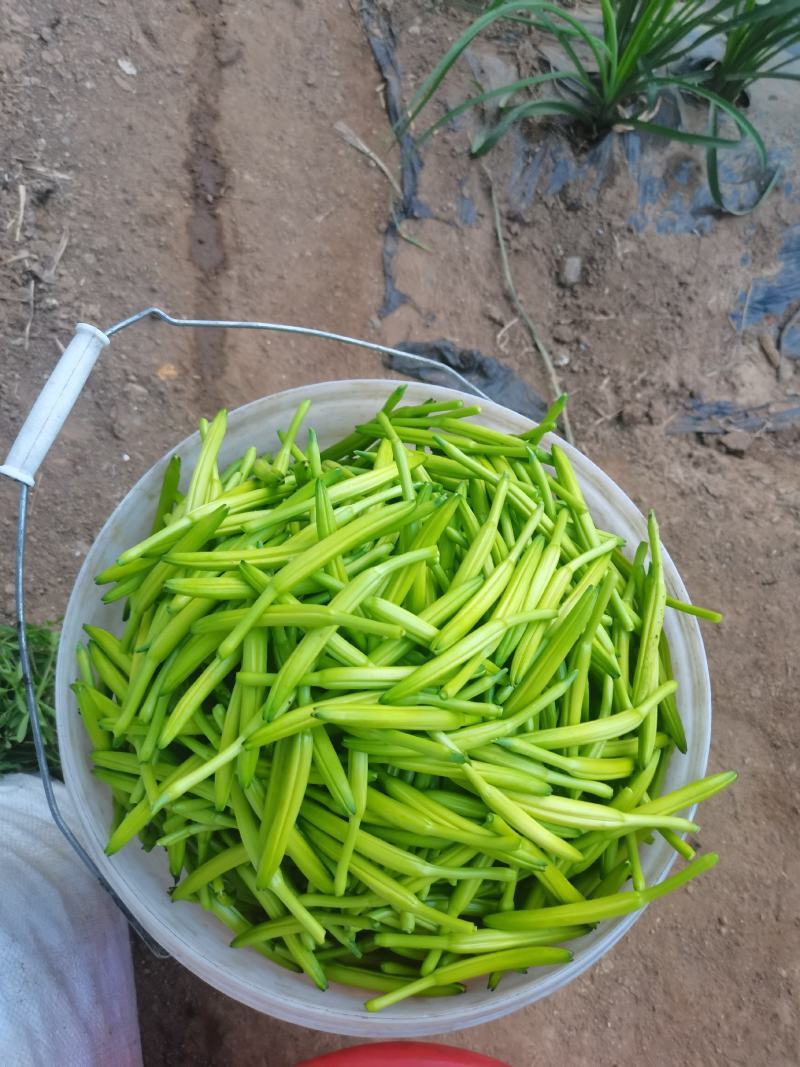 黄花菜