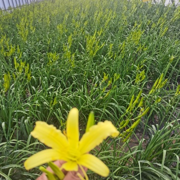 黄花菜