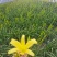 黄花菜