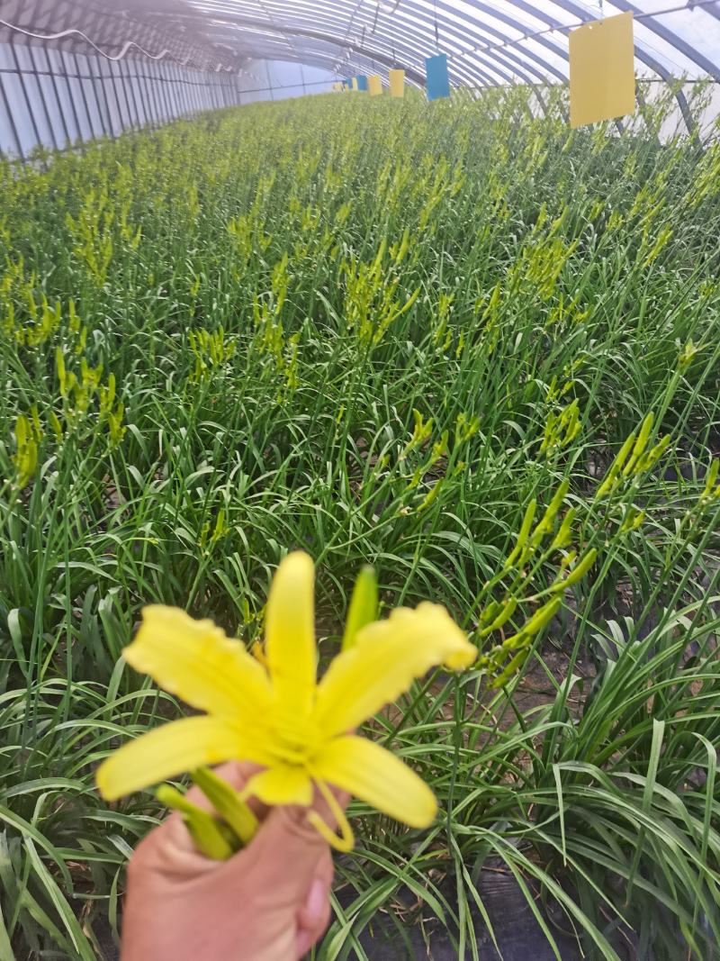 黄花菜