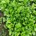 木耳菜，紫角叶，落葵，专业种植小叶紫角叶，木耳菜
