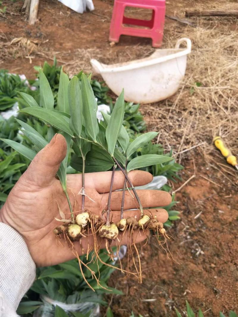 大量低价供应三年倒苗姜型黄精种苗（药典高含量品种）