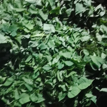 高淀粉地瓜，济薯25
