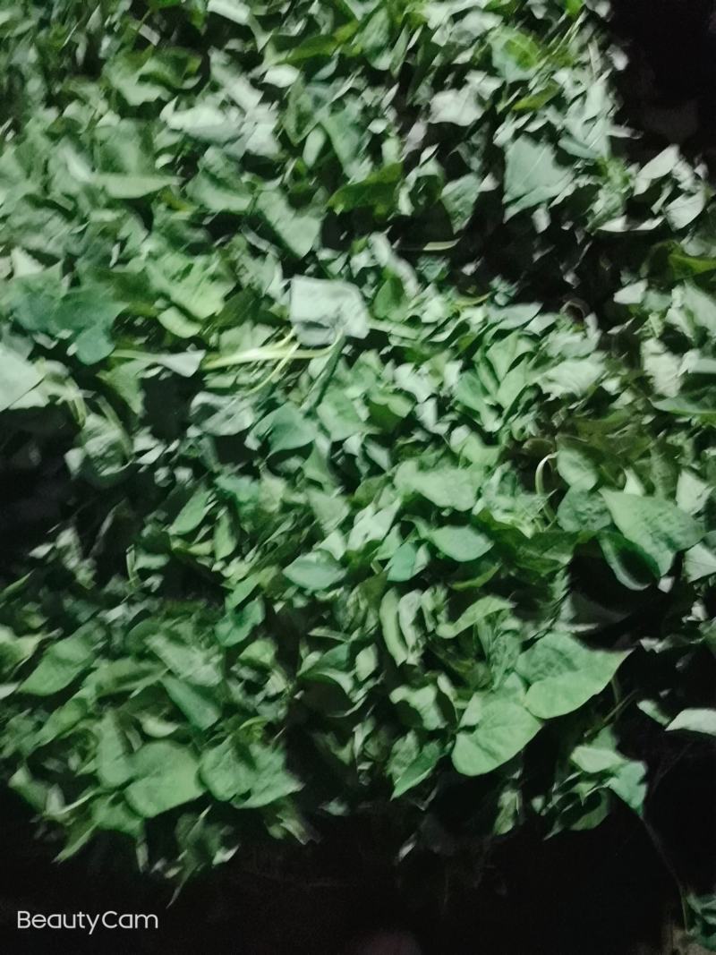 高淀粉地瓜，济薯25