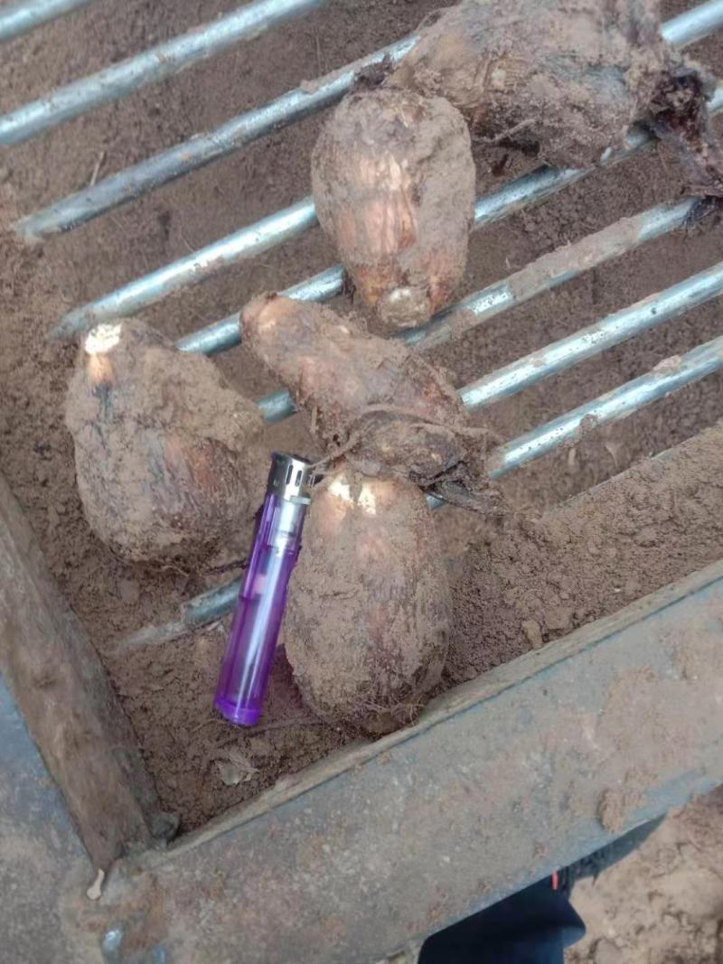 山东优质芋头，产地供货货源充足，质量保证全国发货