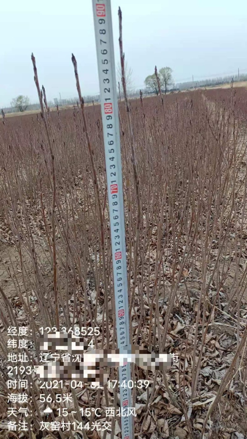 黑果花楸