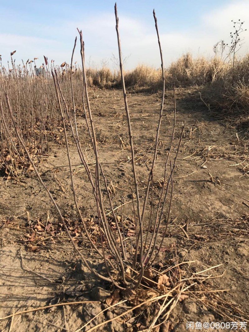 黑果花楸