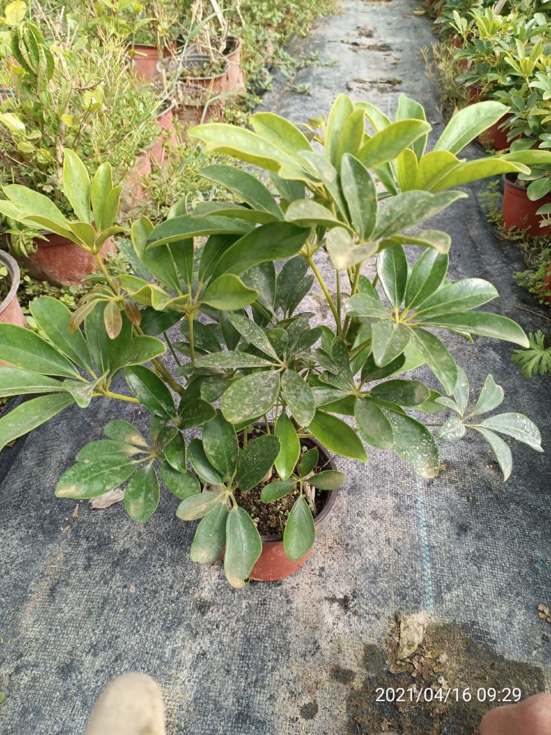 盆栽鸭脚木，
