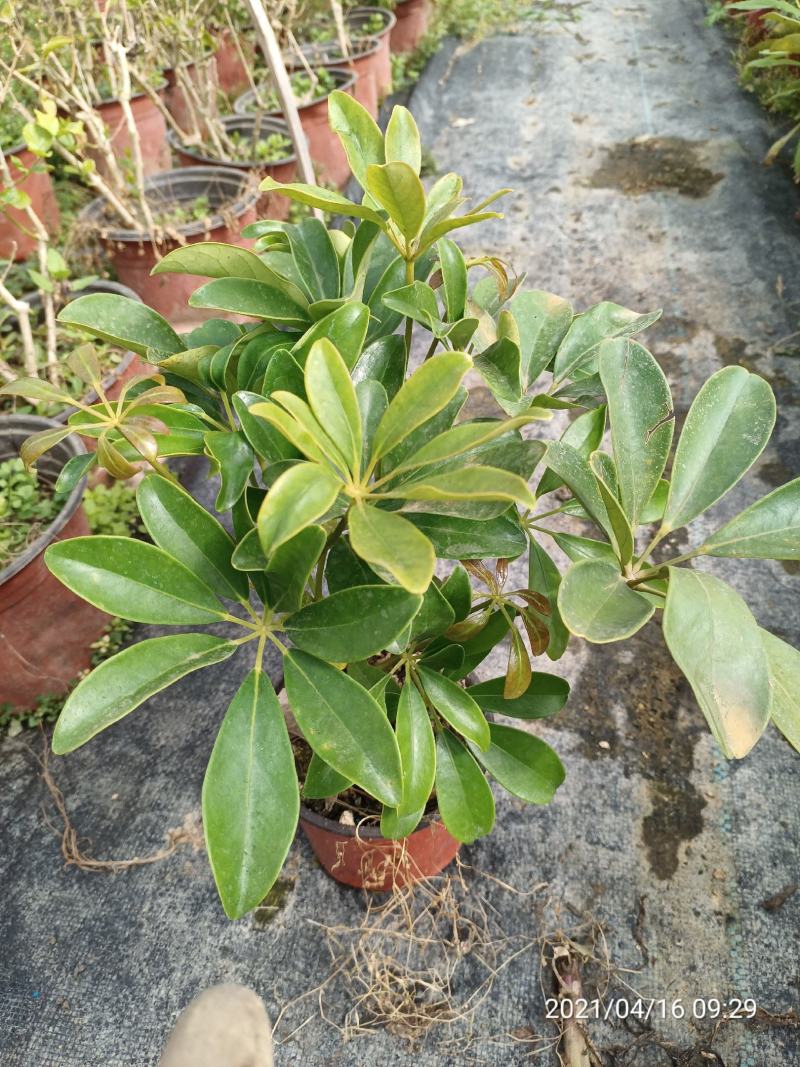 盆栽鸭脚木，