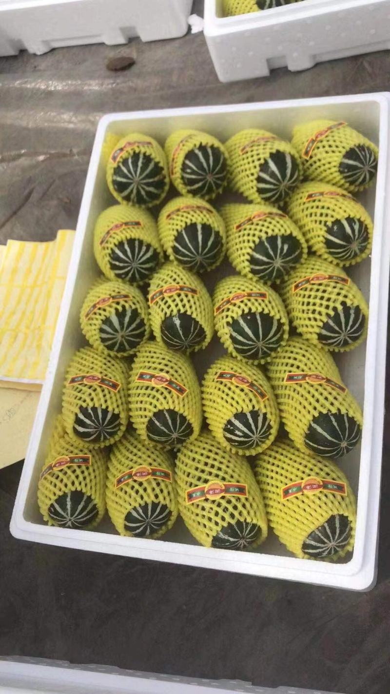 博洋甜瓜，河北唐山乐亭暖棚基地直供，量大从优，可视频看货