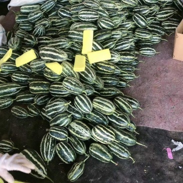 博洋甜瓜，河北唐山乐亭暖棚基地直供，量大从优，可视频看货
