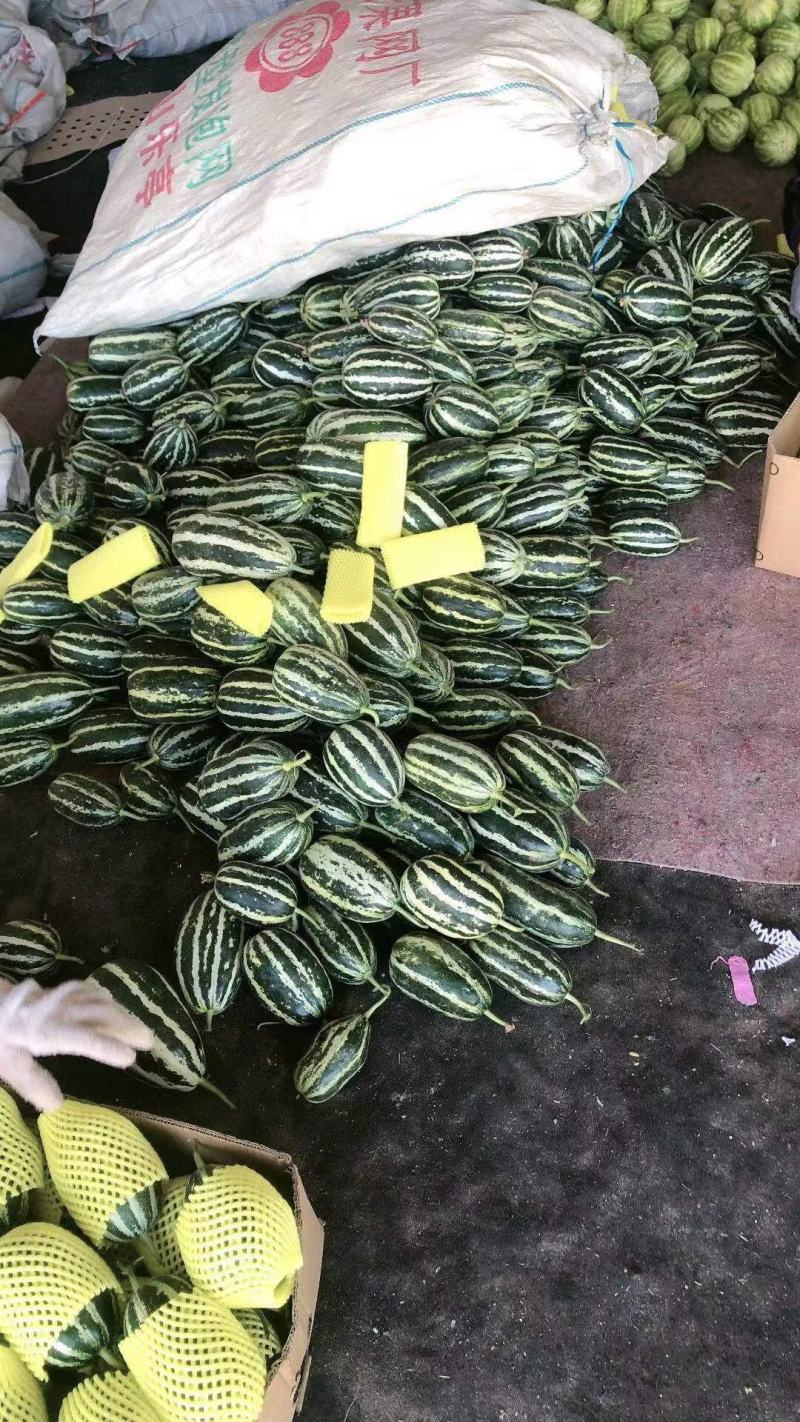 博洋甜瓜，河北唐山乐亭暖棚基地直供，量大从优，可视频看货