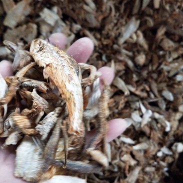 饲料鱼熟鱼下角料干度好纯鱼杂鱼一手货源无差价常年批发
