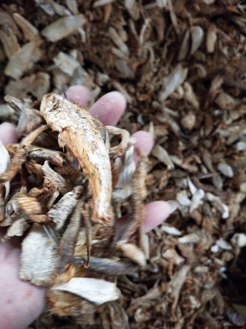 饲料鱼熟鱼下角料干度好纯鱼杂鱼一手货源无差价常年批发