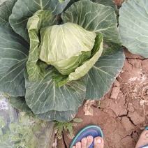 甘蓝