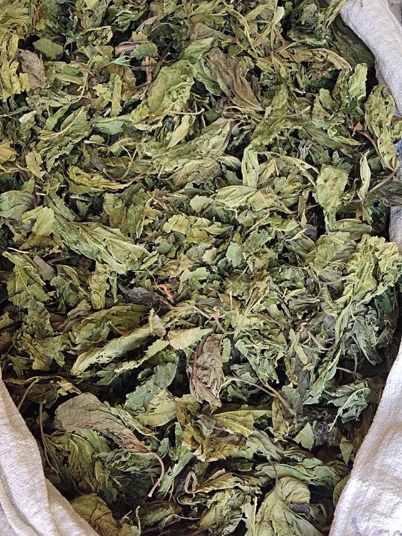 云南中药材桑叶霜后桑叶冬桑叶干桑叶500g包邮