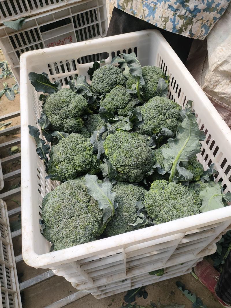 耐寒西兰花，万亩西兰花基地大量供应。各种应用设施齐全。