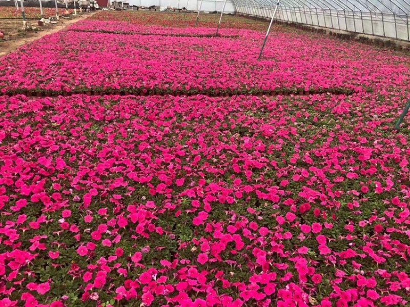 牵牛花，矮牵牛牵牛，基地直供