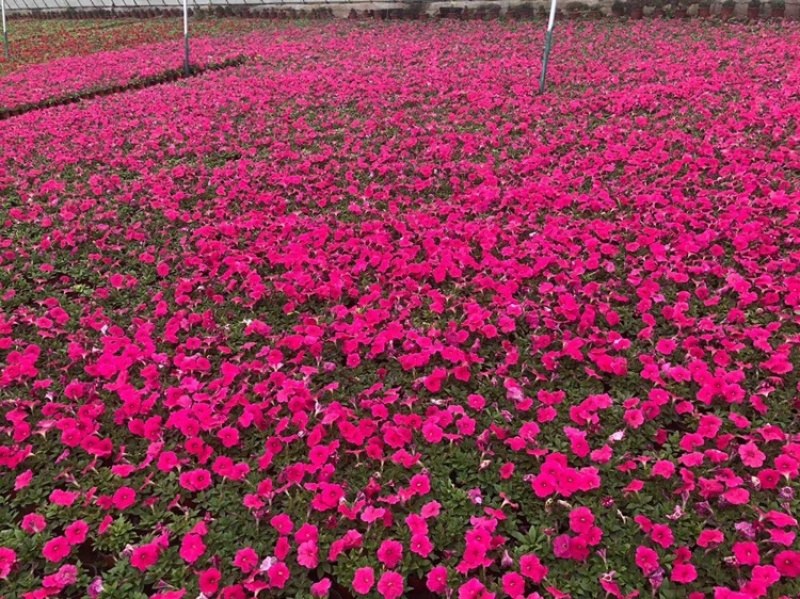 牵牛花，矮牵牛牵牛，基地直供