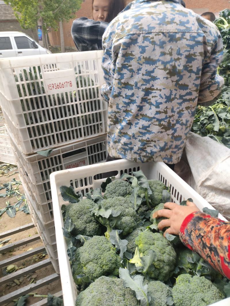 耐寒西兰花，万亩西兰花基地大量供应。各种应用设施齐全。