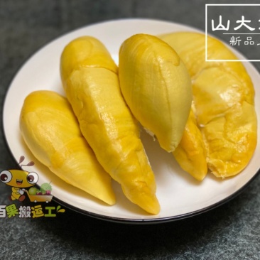 下单秒发玛雅+山大武里+托曼尼8KG空运深圳