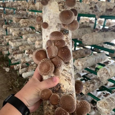 产地直发，量大优惠，