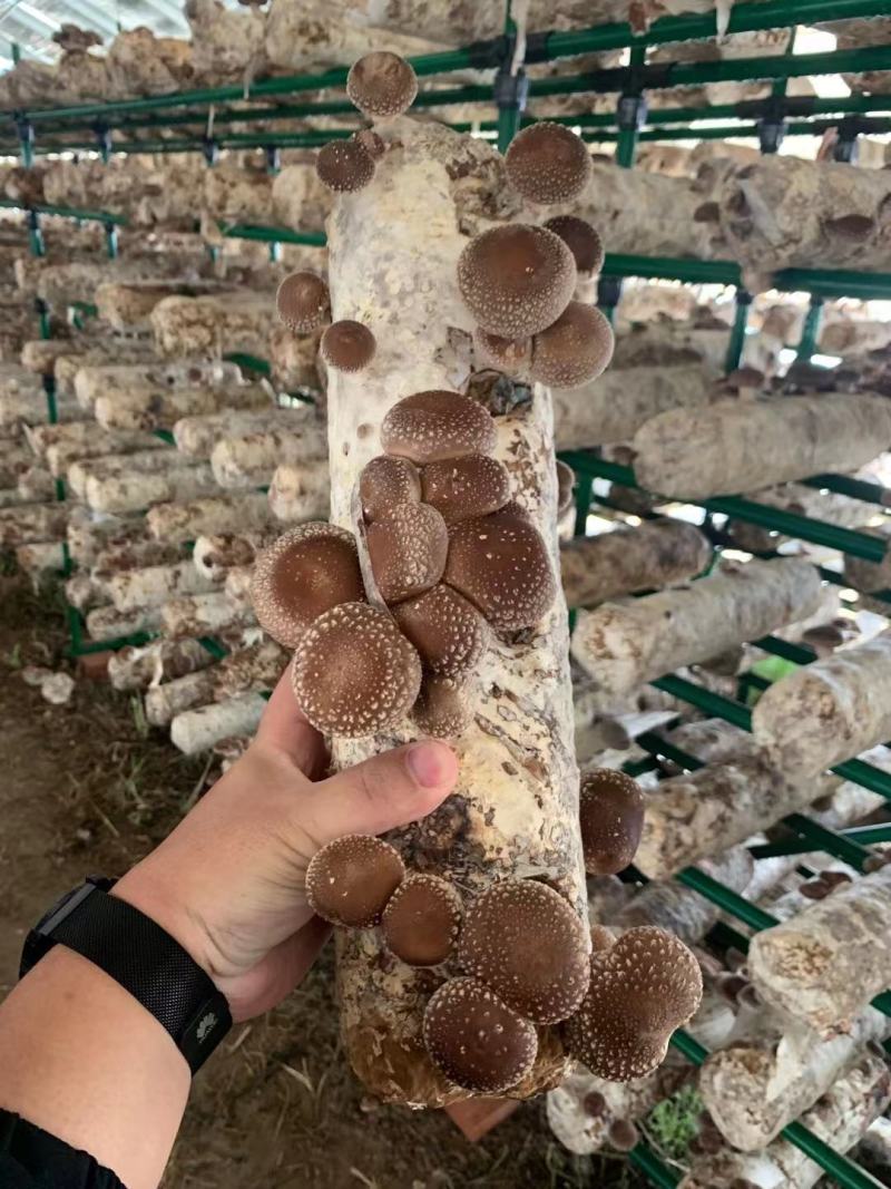 产地直发，量大优惠，