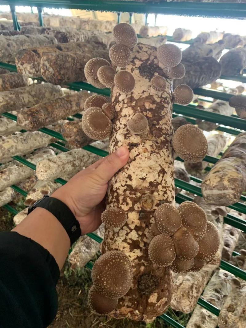 产地直发，量大优惠，