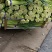 邳州精品小红帽蒜苔大量上市适合每一个市场
