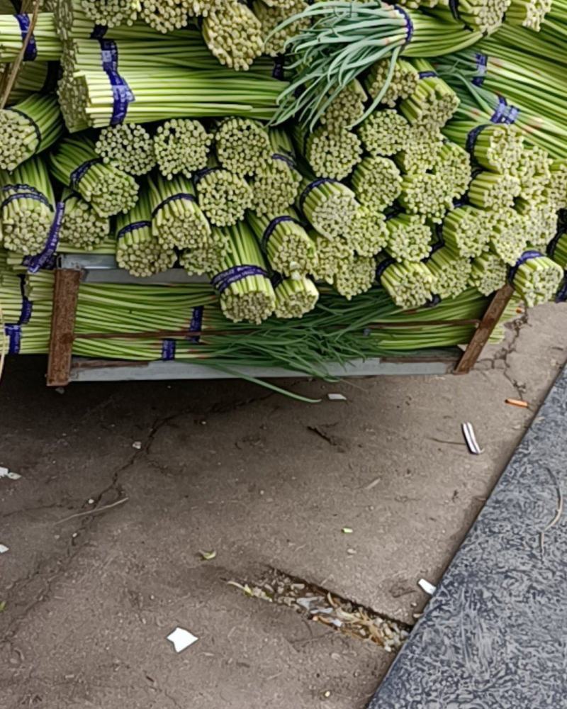 邳州精品小红帽蒜苔大量上市适合每一个市场