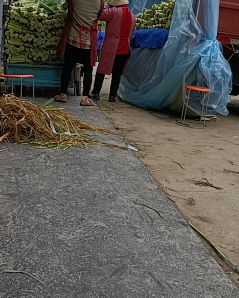 邳州精品小红帽蒜苔大量上市适合每一个市场