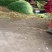 邳州精品小红帽蒜苔大量上市适合每一个市场