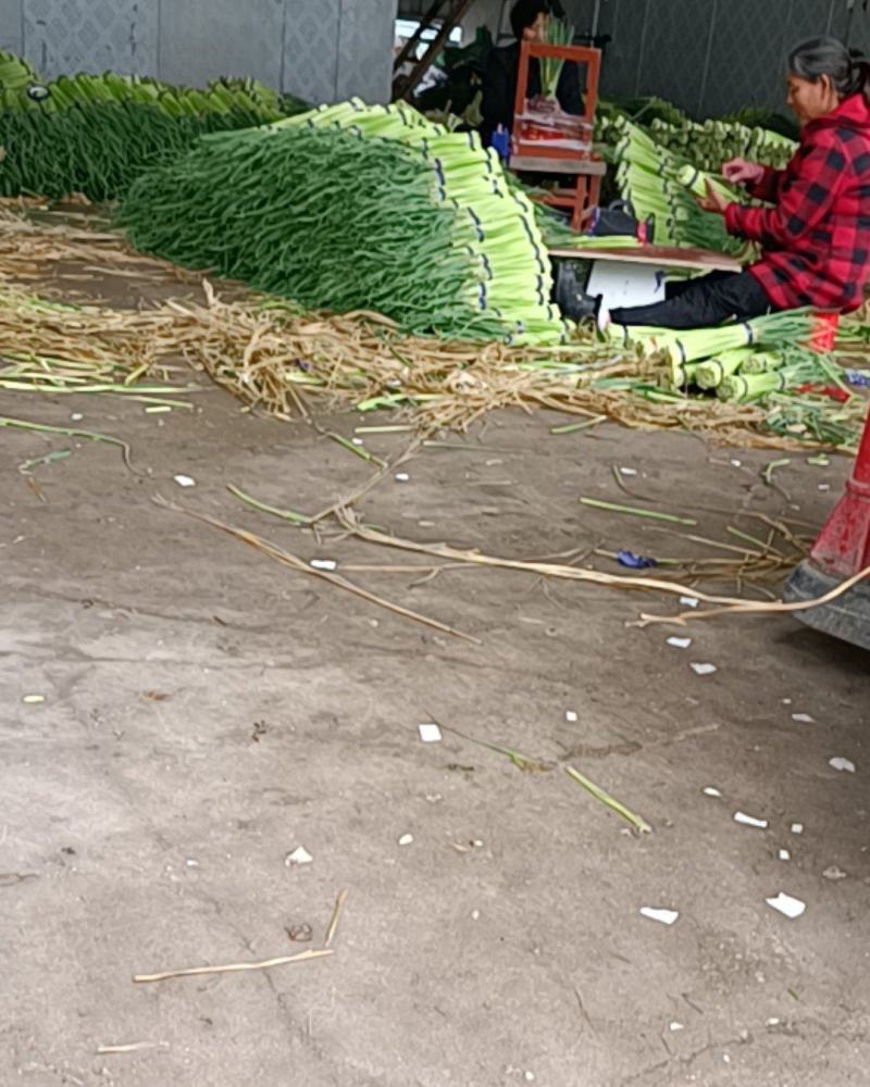 邳州精品小红帽蒜苔大量上市适合每一个市场