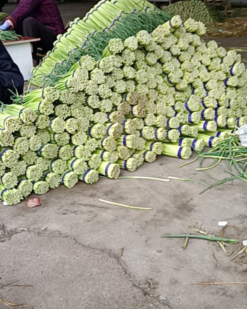 邳州精品小红帽蒜苔大量上市适合每一个市场