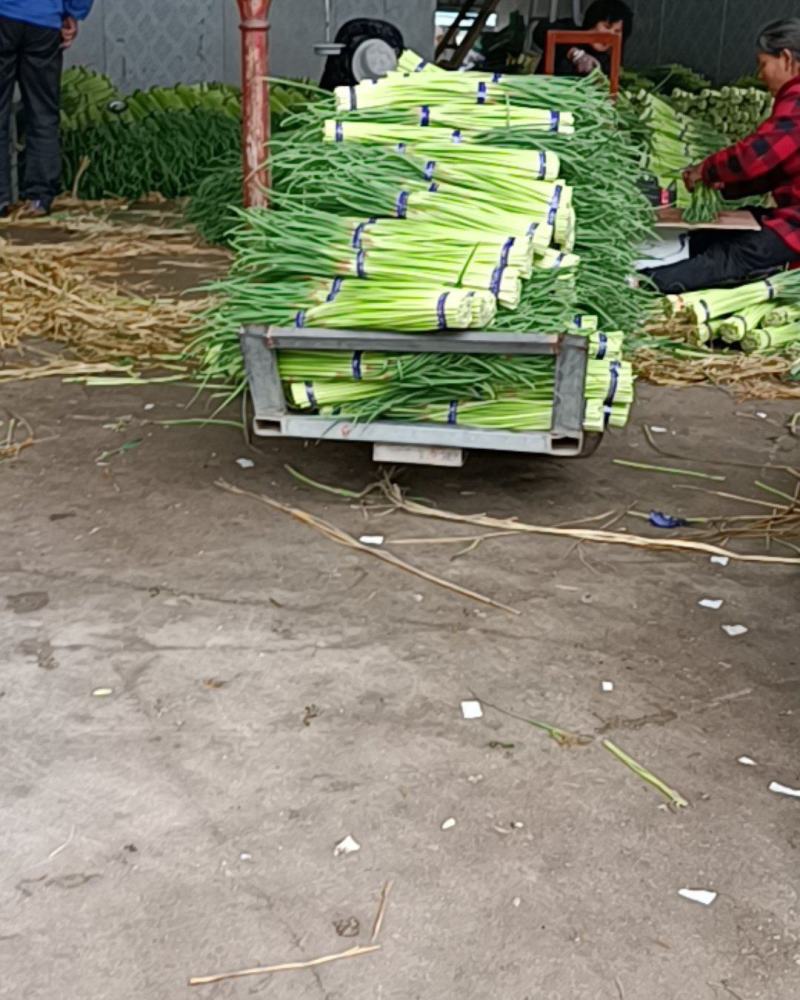 邳州精品小红帽蒜苔大量上市适合每一个市场