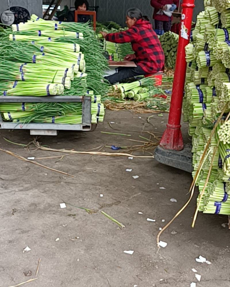 邳州精品小红帽蒜苔大量上市适合每一个市场